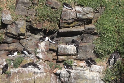 a few Razorbill.