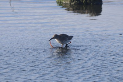 Redshank with lunch