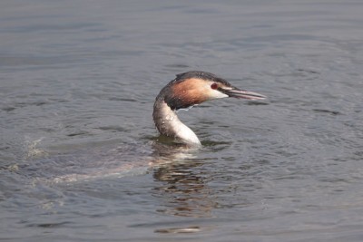 Great-crested Grebe coming up empty beaked from hunting.