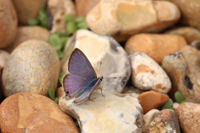 Long-tailed Blue male, Worthing Seafront.JPG