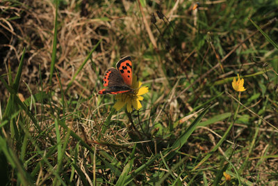 Small Copper female, High and Over.JPG