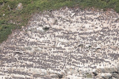 Thousands of Guillemot