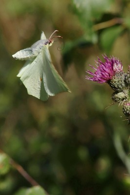 Brimstone female, Chiddingfold wood.JPG