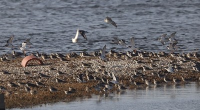 Dunlin &amp; Ringed Plover