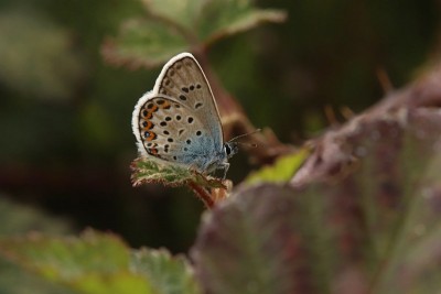 Silver-studded Blue male, Fairmile Common.JPG
