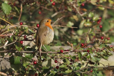 A Robin alert to the song of a nearby rival!