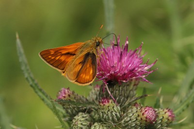 Large Skipper male, Epsom Common.JPG