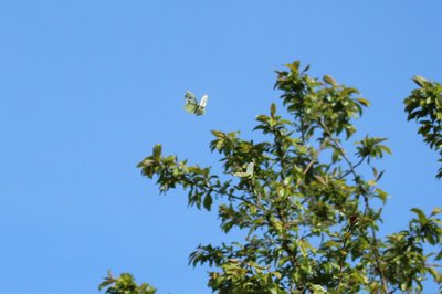 Large Whites courting, Walthamstow Marshes #4.JPG