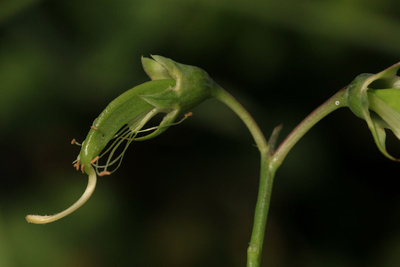 Hatched egg on the right, borehole near the tip of the left hand pod