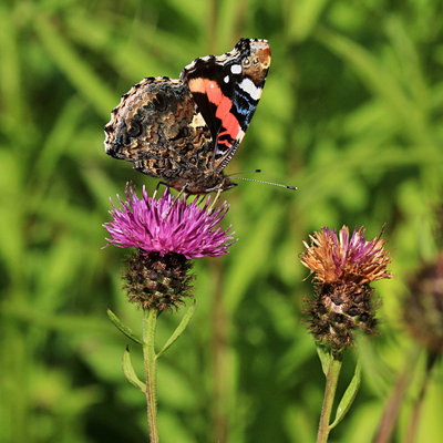 Red Admiral, Smarsdale Gill.JPG