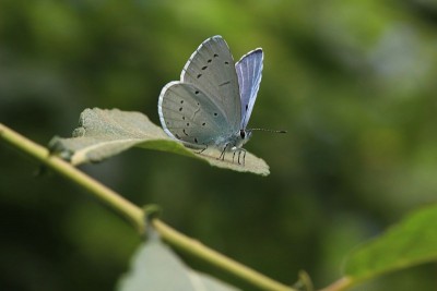 Holly Blue male, Bookham Commons.JPG