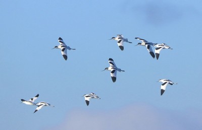 Avocet