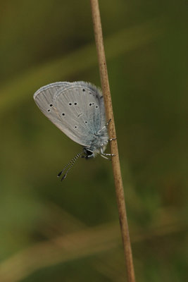 Small Blue male reduced spotting, Hutchinson's Bank.JPG