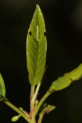 2nd instar