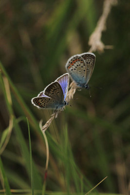 Silver-studded Blue male, Chobham Common.JPG