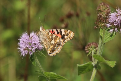 Painted Lady, Bookham Commons #2.JPG