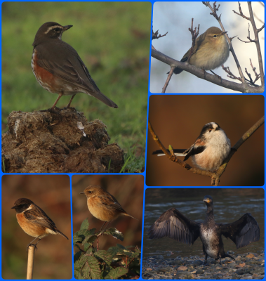 Redwing, Chiffchaff, Long-tailed Tit, Stonechat (male &amp; female), Cormorant.