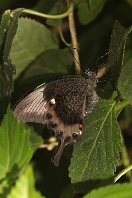 Emerald Swallowtail (Papilio palinurus)