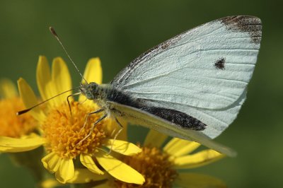 Small White male, South Downs Way, Eastbourne #3.JPG