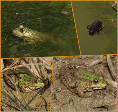 4 frogs and a bonus Dytiscidae Diving Beetle.