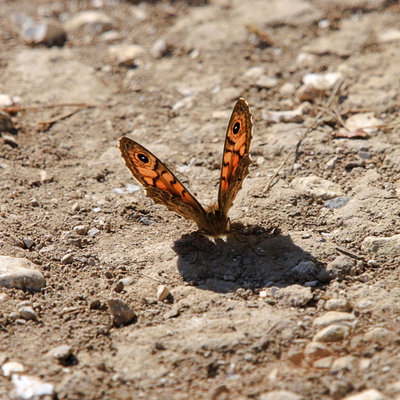 Wall male, South Downs Way, Eastbourne.JPG