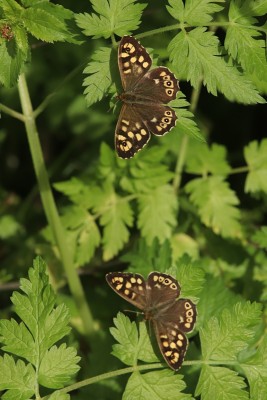 Speckled Wood male, Walthamstow Marshes.JPG