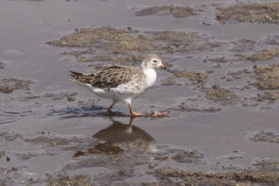 A Ruff in winter plumage (ie, without its ruff)