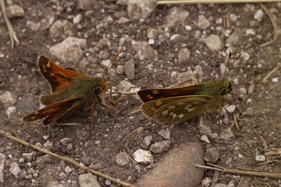Silver-spotted Skippers courting, Box Hill #13.JPG