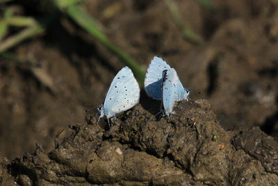 Holly Blue males, Hadleigh Country Park.JPG