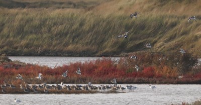 Black-tailed Godwit