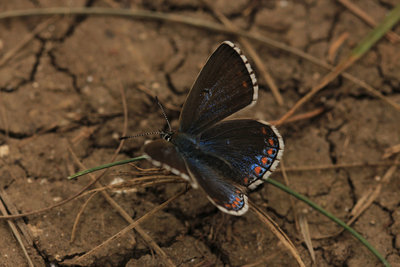 Adonis Blue female, Denbies Hillside.JPG