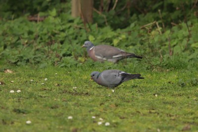 Stock Dove and Wood Pigeon