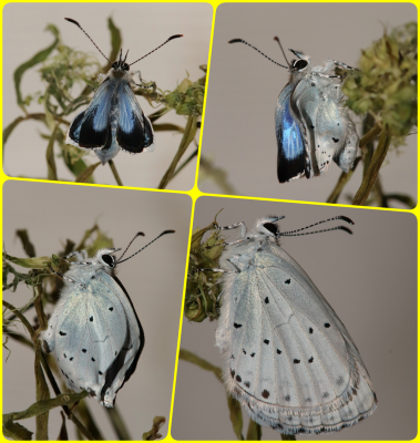 Holly Blue female.png