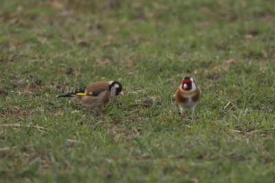 Goldfinch. This is most likely a pair, the female on the left has noticeably less red on her face than the right hand bird.