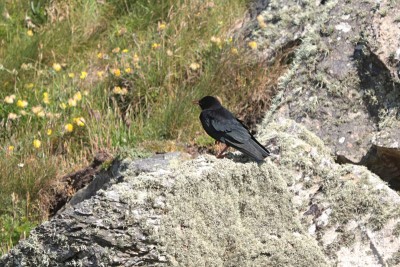 Juvenile Chough