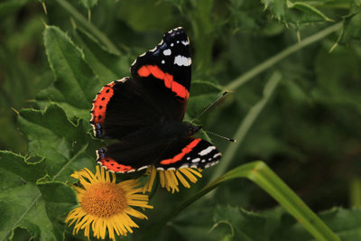 Red Admiral female, Bookham Commons.JPG