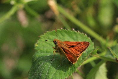 Large Skipper male, Bookham Commons.JPG