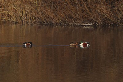 Shoveler