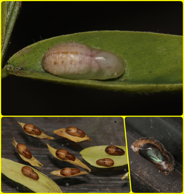 Holly Blue pupae.png