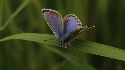 Common Blue female, Walthastow Marshes.JPG