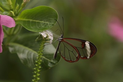 Glasswing (Greta oto)