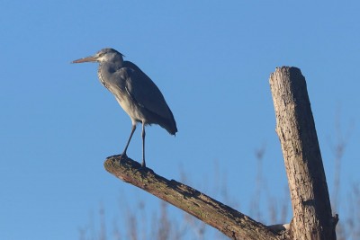 Grey Heron