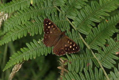 Speckled Wood male ab kulczynskii, Bookham Commons.JPG