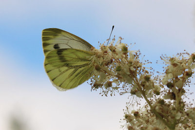 Green-veined White female, Burpham Meadows (North Stoke) (2).JPG