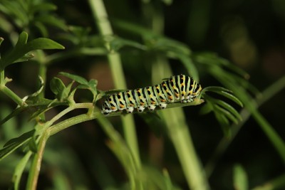 Swallowtail 5th instar larvae, Strumpshaw Fen.JPG