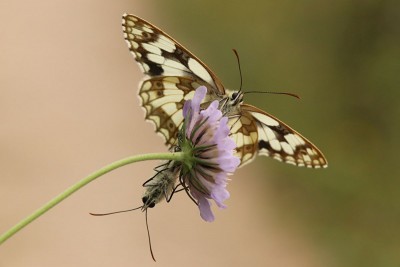 Marbled White mating, Denbies Hillside.JPG