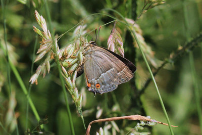 Purple Hairstreak, Bookham Commons.JPG