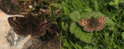 Dingy Skipper, South Downs Way, Eastbourne.JPG