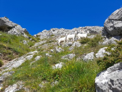 Some Goats mocking my lack of agility at Happy Valley