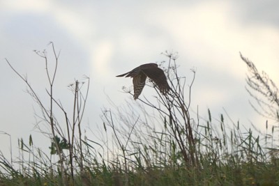 Sparrowhawk hunting Goldfinch